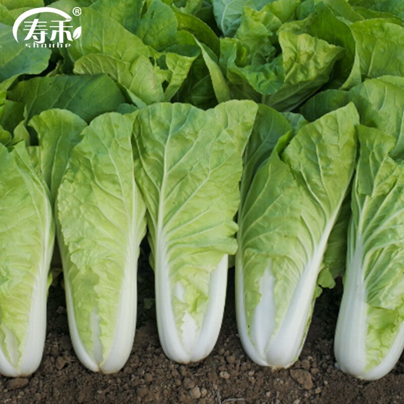 寿禾 当季春季季蔬菜种子适合3-5月种植 奶油快菜种子10g