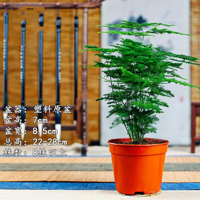 晗畅矮生小文竹小盆栽竹子室内办公室花卉绿植盆景云竹花盆微景观植物
