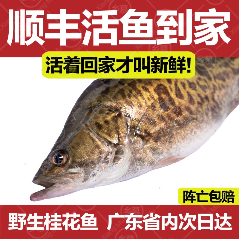 【死鱼包赔】鲜活桂花鱼单条250g起生态河源万绿湖淡水鱼鳜鱼鳌花鱼