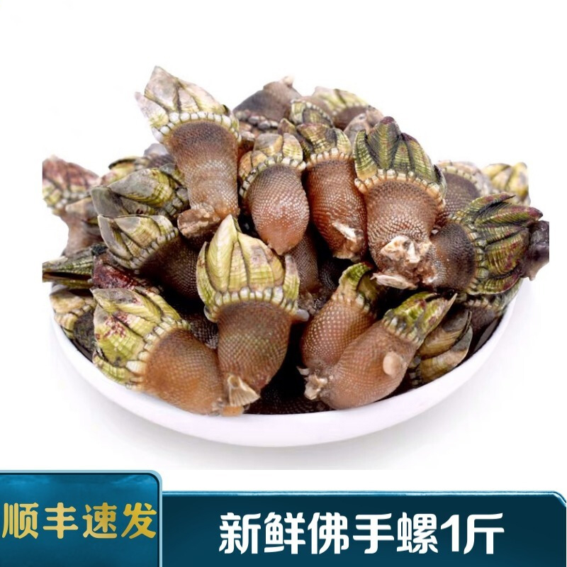 东山新鲜海捕小佛手螺狗爪螺龟脚笔架螺鹅颈藤壶海螺海鲜水产500g