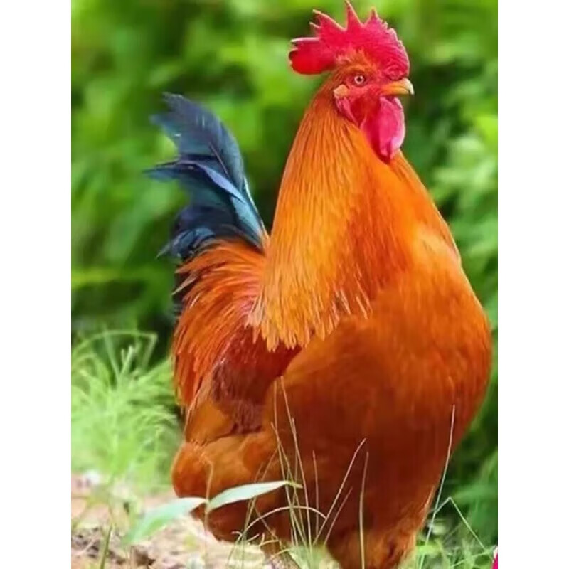 一斤九斤红大公鸡活的红玉大公鸡活鸡包活到家土鸡苗散养大种的 一斤