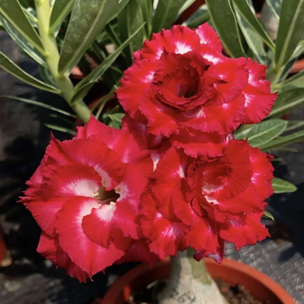 花盆栽老桩多季开花好养室内阳台花卉绿植盆景多肉 红妆(当年开花) 原