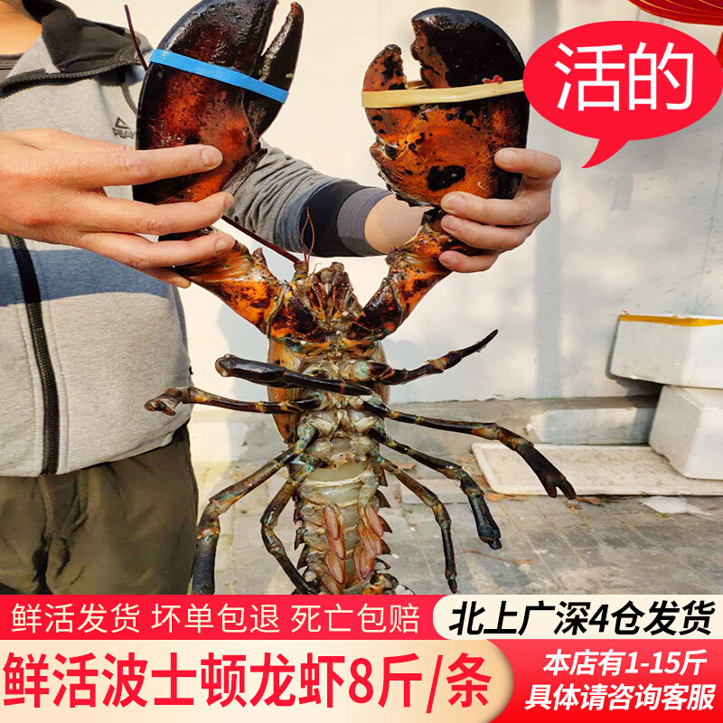 【铭心旗舰店】鲜活波士顿龙虾海鲜水产波龙8斤