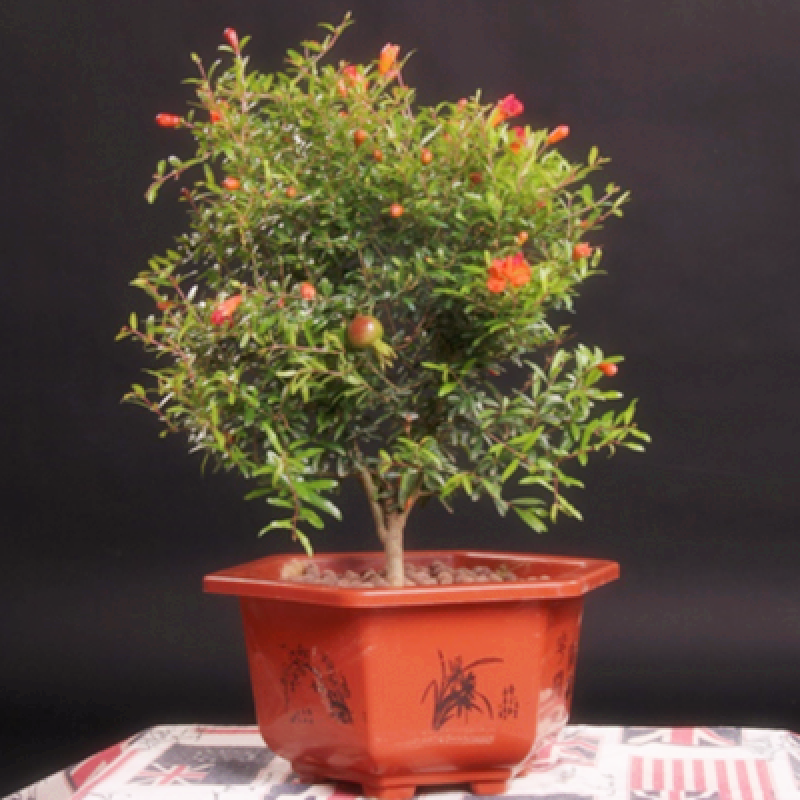 牡丹石榴盆景庭院阳台观花观果植物石榴树苗当年开花