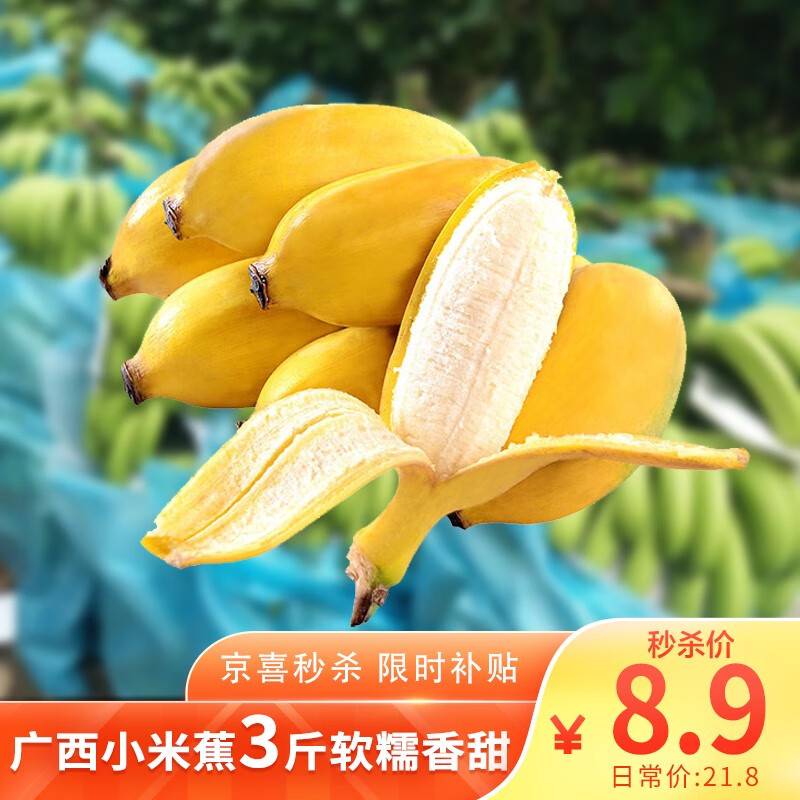 【京喜618特供】薯香记广西小米蕉现摘速发当季孕妇新鲜水果甜香蕉芭蕉自然熟整箱 3斤