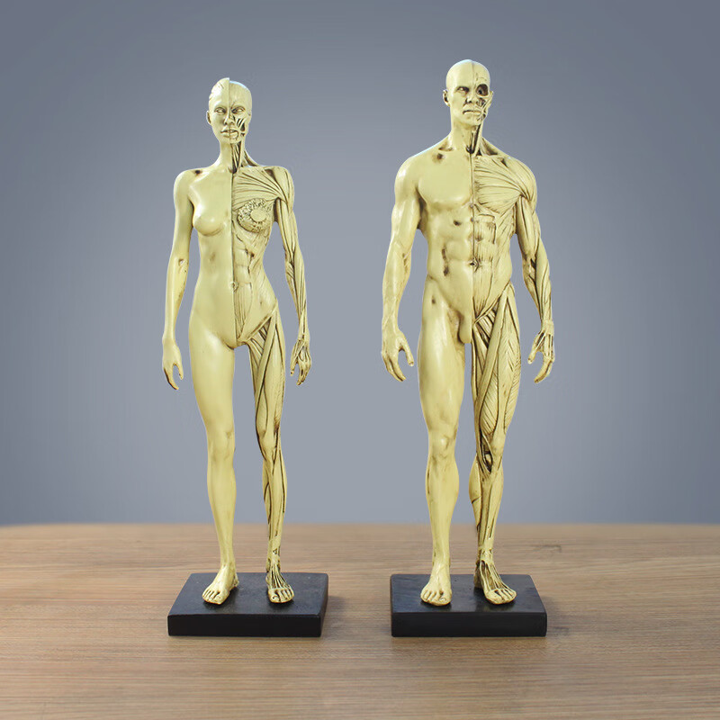 鸣朗人体肌肉模型骨骼绘画CG参考标版解剖美术临摹雕塑仿真头骨骷髅头 30CM人体仿古黄一对（两个）