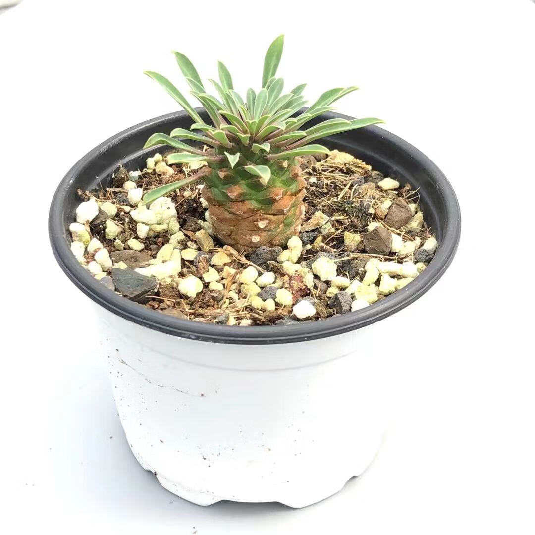 刘不丁城南别院铁甲麒麟多肉植物峨眉山群生铁甲丸韩国进口块根小菠萝