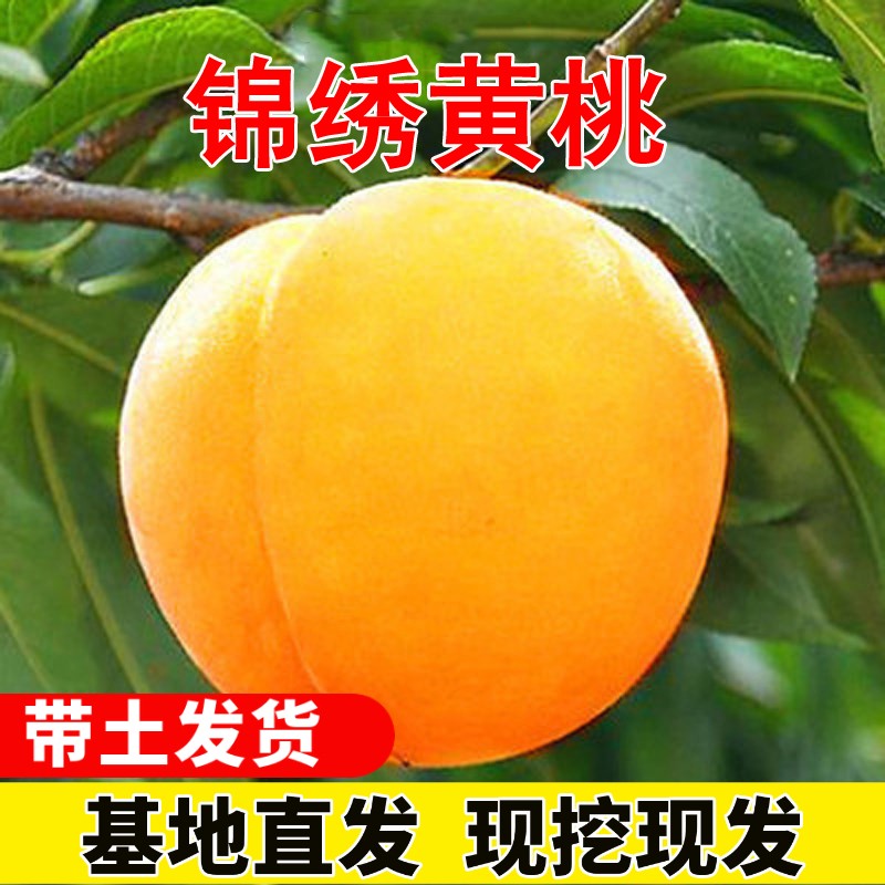 憶芗黄桃树苗特大嫁接炎陵锦绣黄桃苗果树黄肉桃树桃苗南北方当年结果