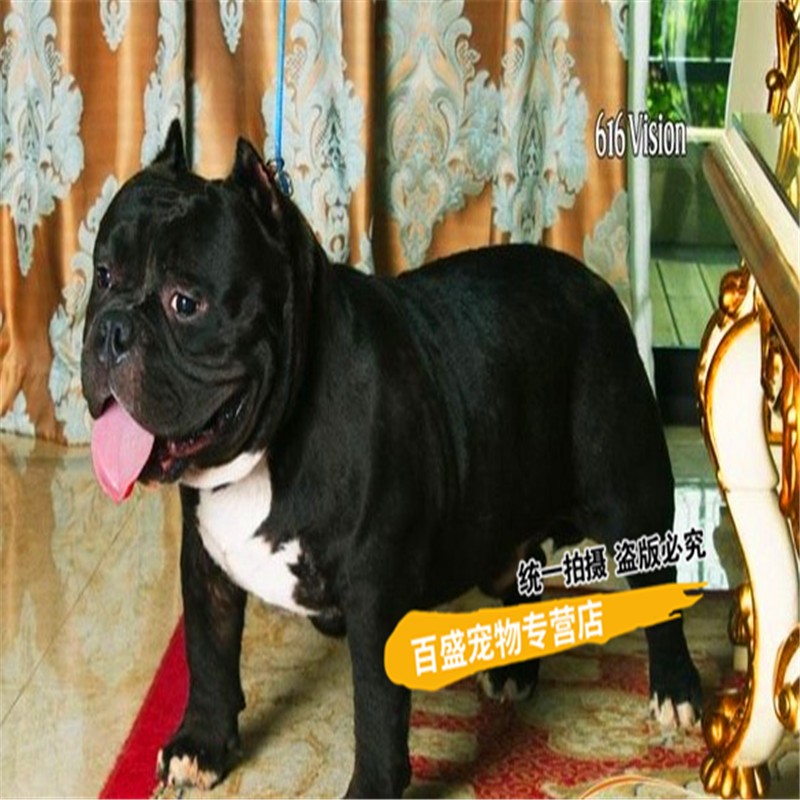 出售纯种口袋体美国恶霸犬幼犬 活体微小体恶霸宠物狗疫苗驱虫已做