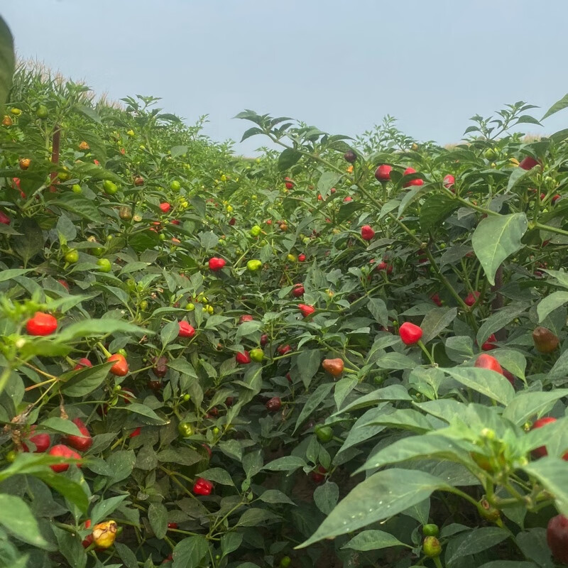 现摘新鲜灯笼椒 新鲜草莓椒 子弹头红辣椒 海椒泡椒剁辣椒 红色中辣 现摘人工精选5斤