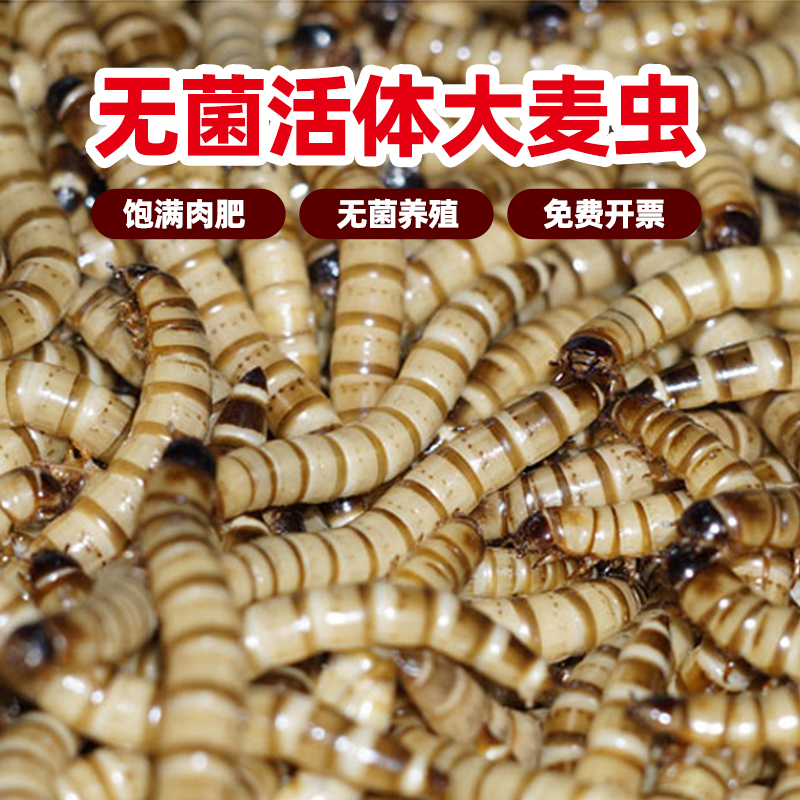 大麦虫虫蛋白虫鲜面包虫黄粉虫龙鱼饲料体八哥画眉鸟食虫子蛋白虫体种