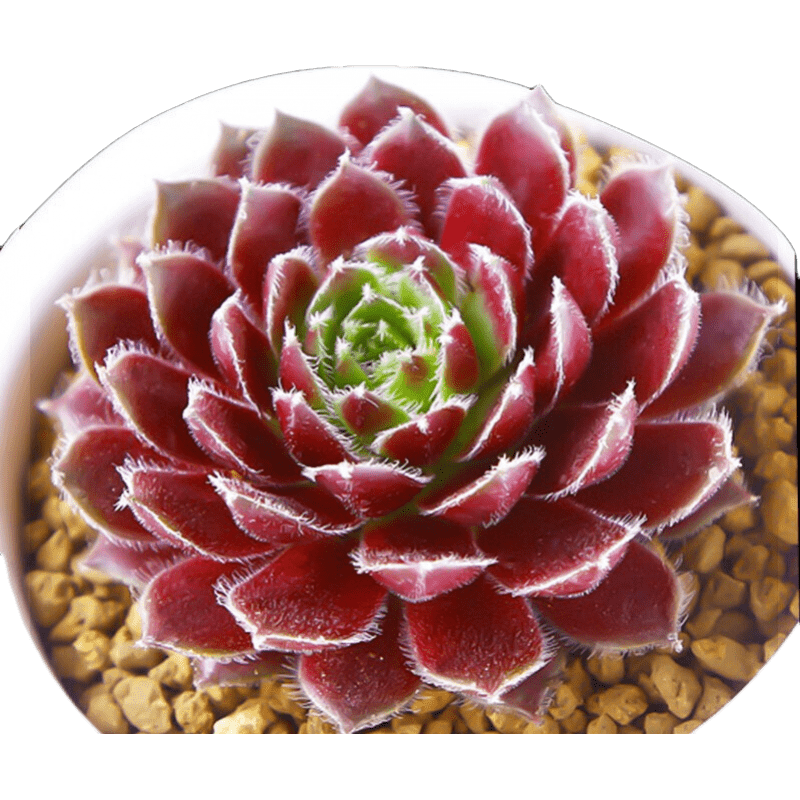 怎么看京东多肉植物历史价格曲线|多肉植物价格走势