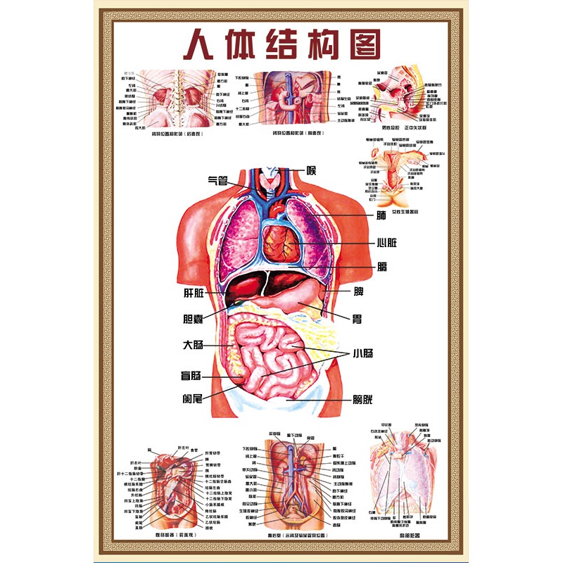 内脏解剖示意挂图医学骨骼肌肉器官海报五脏六腑墙贴全身器官分布穴位