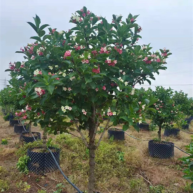 五彩锦带花树状彩色树种小苗庭院别墅绿化耐寒盆栽红王子锦带树苗