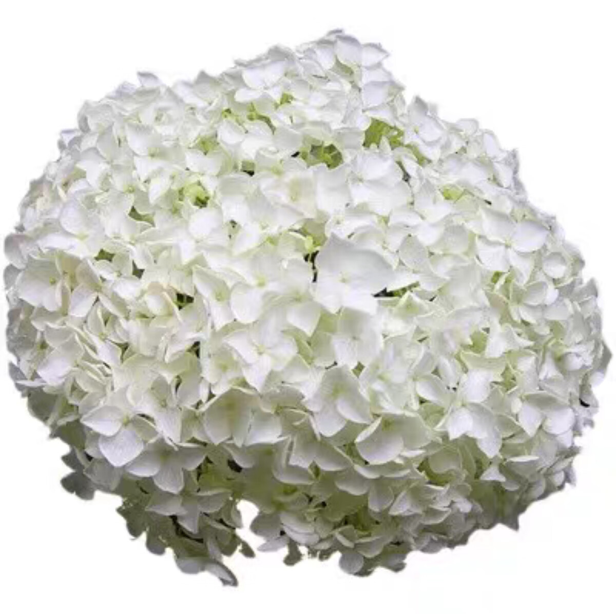 南北方庭院地栽稀有名贵绣球树耐寒植物琼花树 白色绣球3年苗 其他