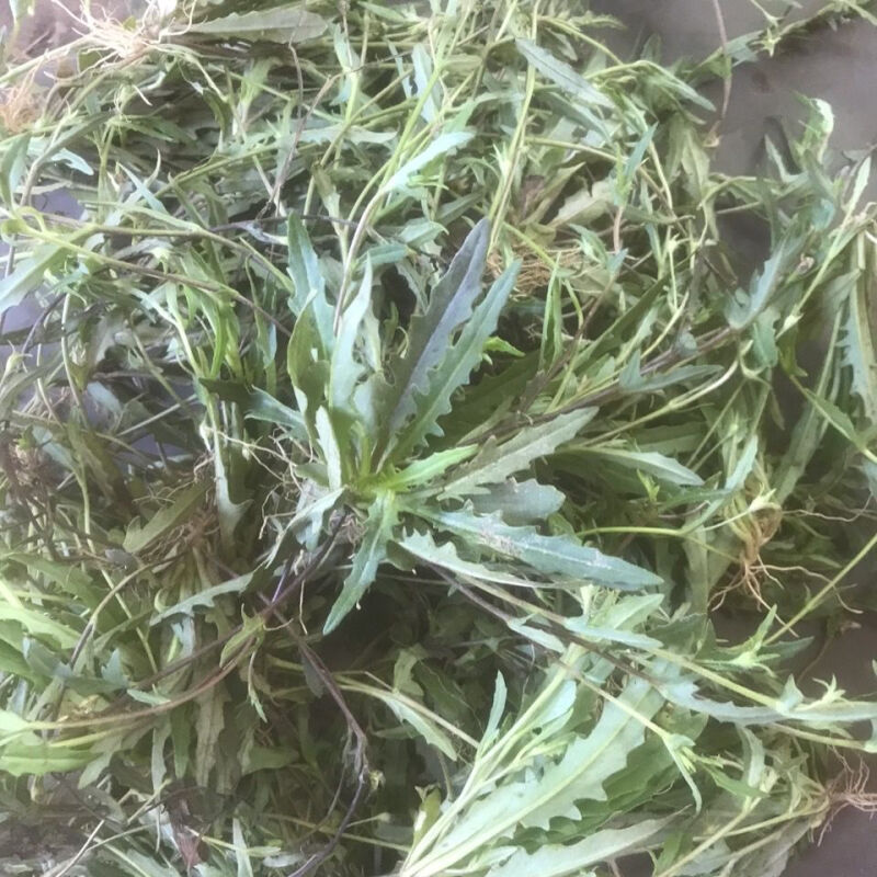 通血草脉门草民间草药野生通脉草午时香脉草香草通穴草散血草干货 200