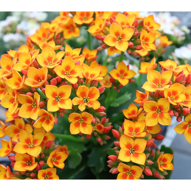 长寿花盆栽巴黎重瓣大花带花苞阳台花卉植物新手容易  流光溢彩新品10