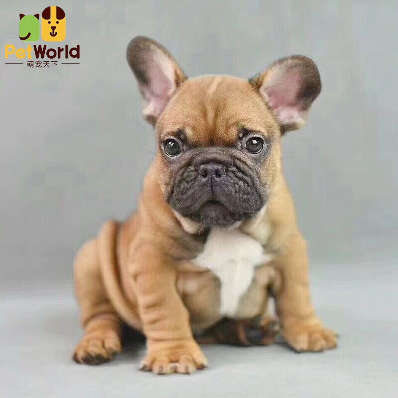 血统法斗幼犬纯种法牛宠物狗活体小狗幼崽北京赛级犬舍 驼色【sss级】