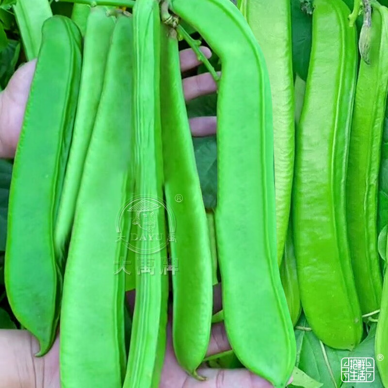 大禹大刀豆籽种子四季架豆扁豆角阳台春季蔬菜家庭种植 红刀豆种子 1