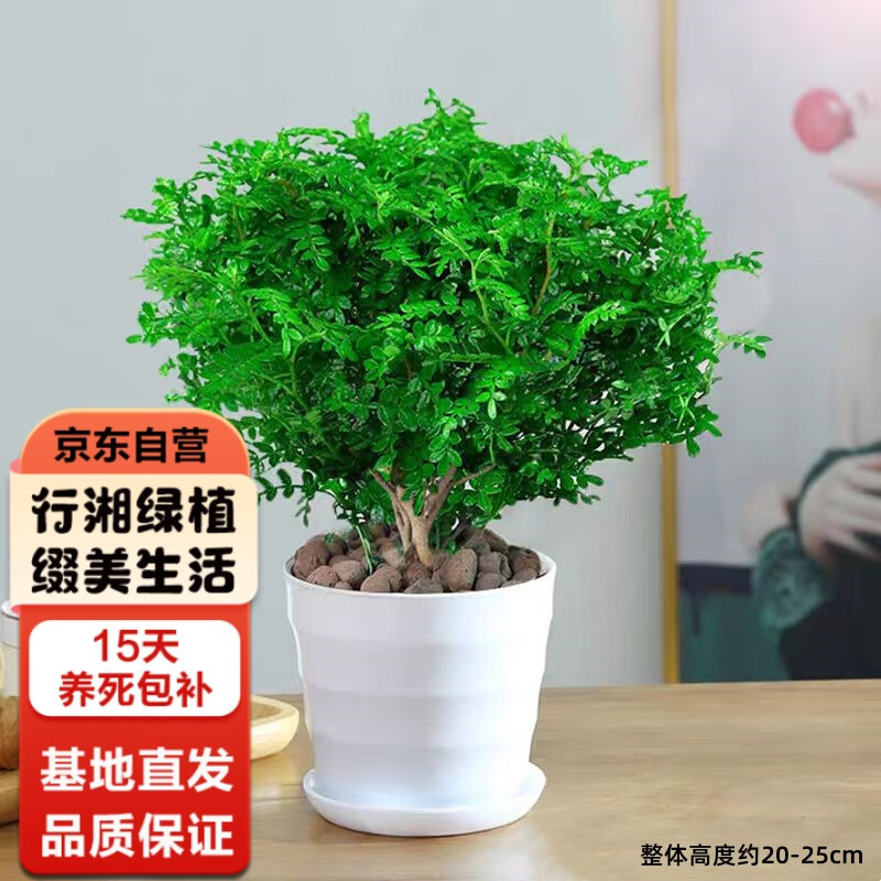 ��������ľ����ľ��ֲ�������������ֲ �������ľ+������ Դͷֱ��