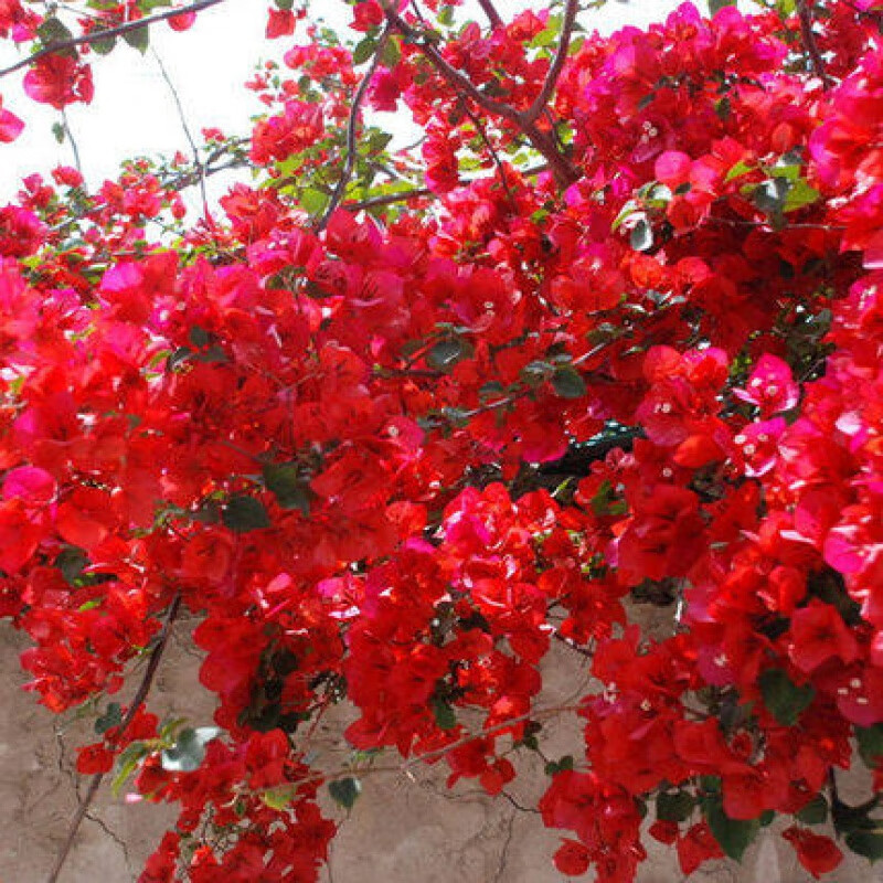 花卉价格历史最低|花卉价格走势图