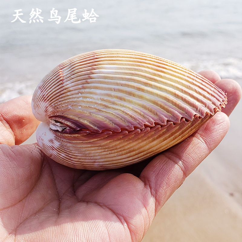 天然海螺贝壳海洋鸟尾蛤超大珊瑚海星摆件鱼缸造景标本收藏 贝壳长8