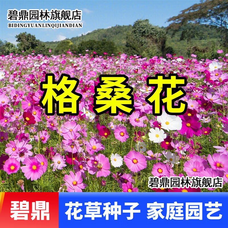 四季播种易活花籽开波斯菊花种子庭院室外花卉种孑 格桑花种子 1000粒
