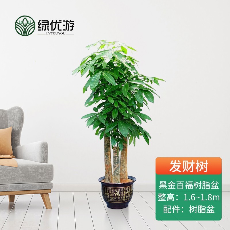 绿优游 发财树步步高三杆粗杆盆栽大型绿植室内客厅办公摆放大摆件 黑
