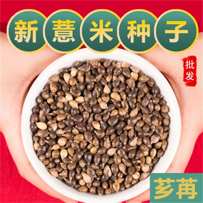 芗苒各种草药种子中草药种子南方北方种植种苗新采药材种子 薏米种子一斤