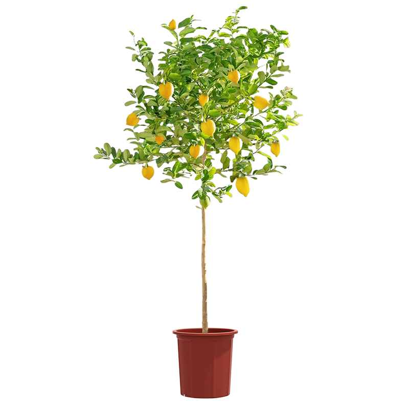 ˮԿɽʳôֲڿļֲ 1.2-1.4+ 68.8Ԫ