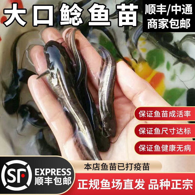 鱼南方鱼淡水养殖食用冷水正宗二须土鲶活鱼 大口鲶鱼(中通) 大口鲶5