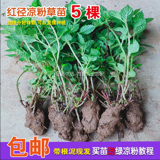 凉粉草苗仙草苗烧仙草苗可种植红径活苗带根泥分棵现挖发货 5棵 少不