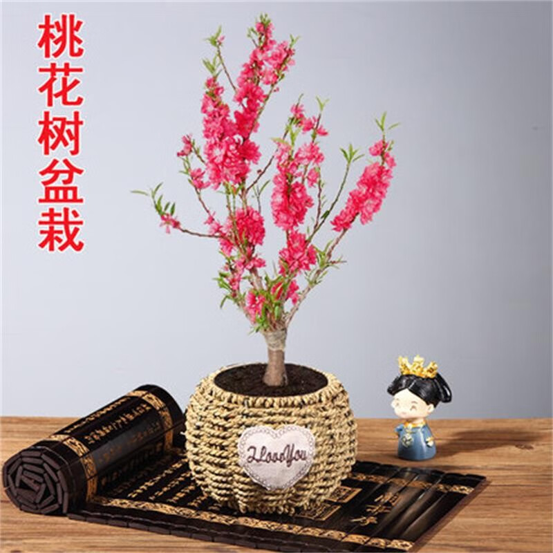 观赏桃花树活苗盆栽真树室内花卉庭院寿星桃树盆景可地栽植物 桃花树