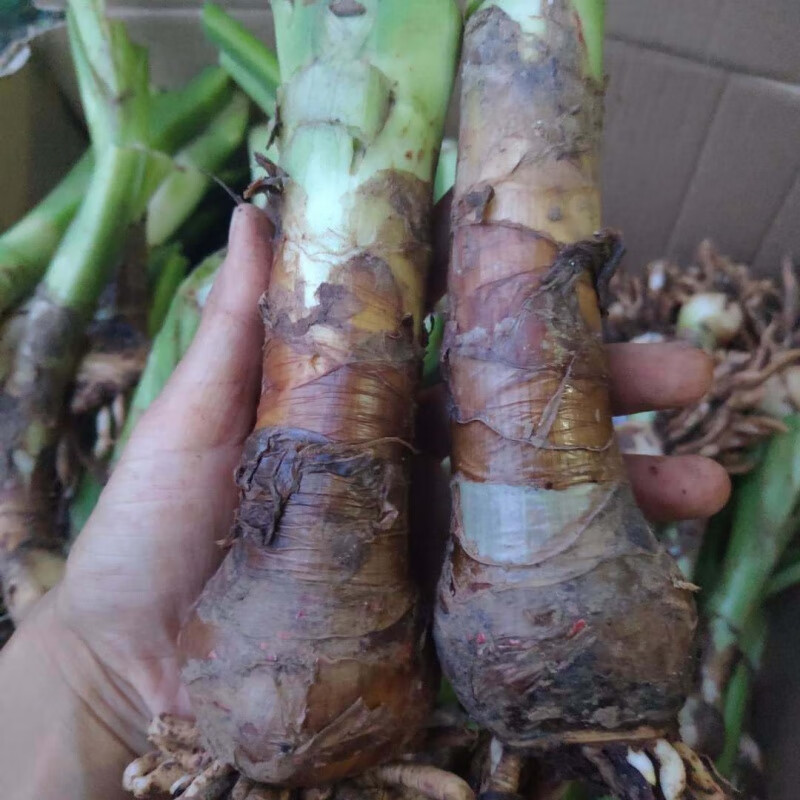 江影清蜘蛛玉米花兰球 水鬼蕉 花卉百合 室内水培 花坛植 宿舍裸根种