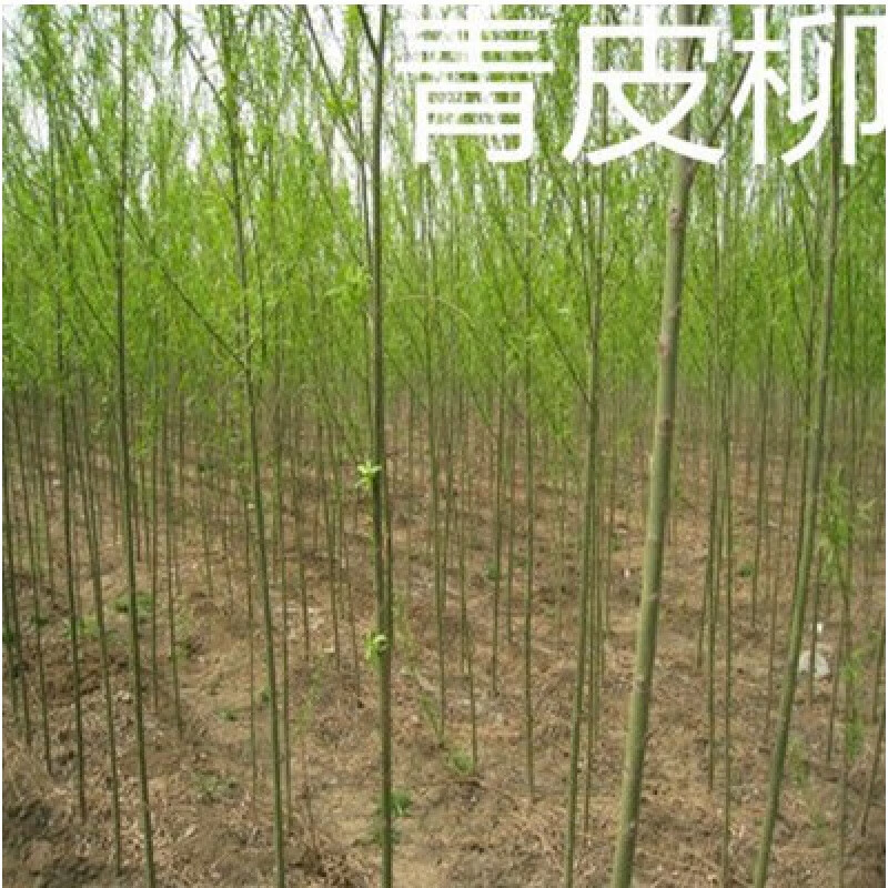 御景缘垂柳树苗 黄金柳 金丝垂柳 柳树枝条 垂杨柳树苗垂柳苗竹柳树苗