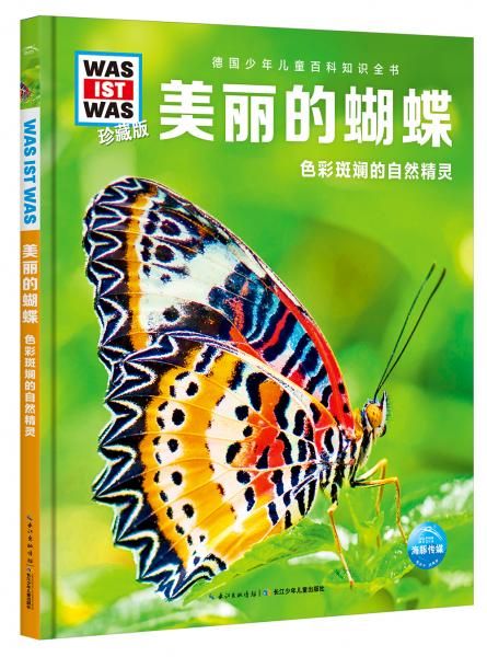 美丽的蝴蝶色彩斑斓的自然精灵