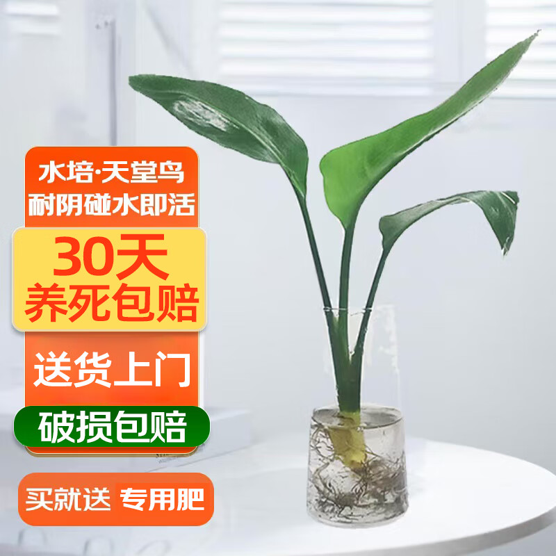 ���ڲ�����˫��������ˮ��ֲ�������ֲ40-60cmˮ��������1�á�����ƿ��Դͷֱ��