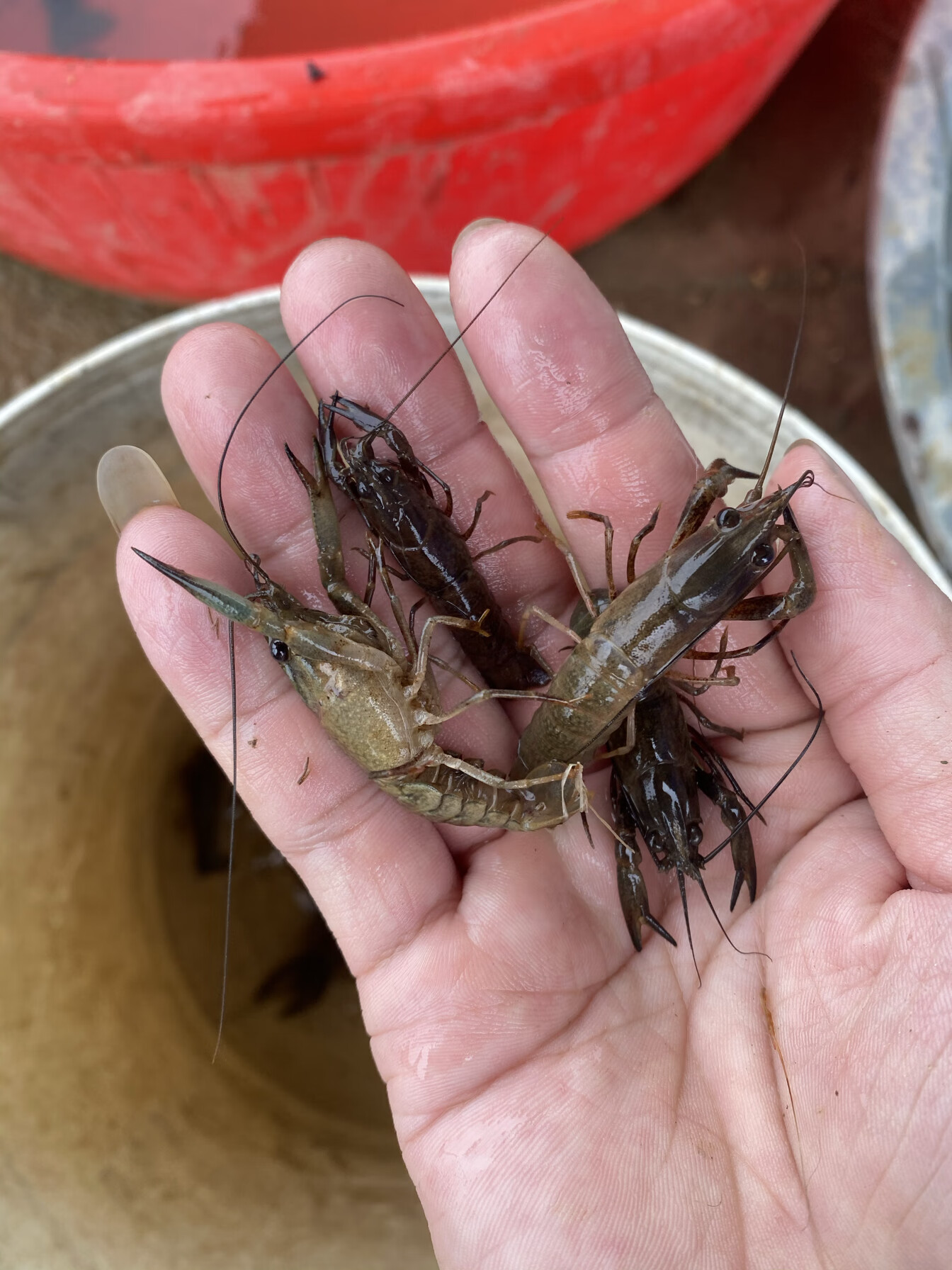 淡水龙虾养殖