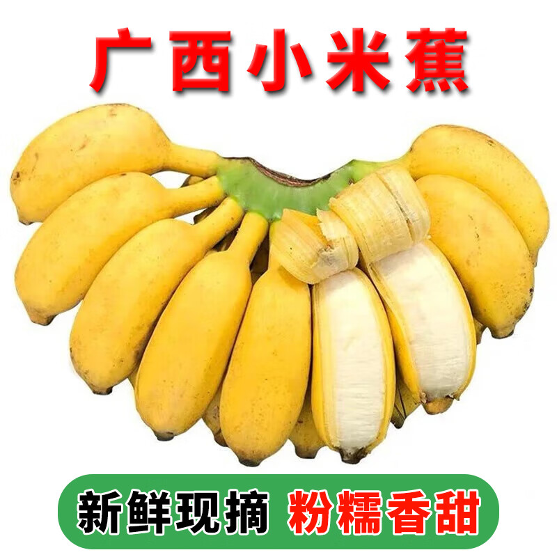 相遇红颜广西小米蕉软糯酸甜 小香蕉现摘青色果实(催熟食用) 广西小米蕉带箱 9斤 通货