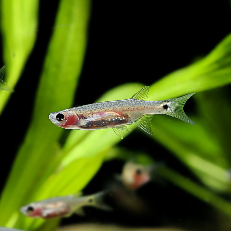 青青自然 品牌报价图片优惠券 青青自然品牌优惠商品大全 2 虎窝购