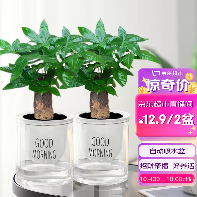 绿有意绿萝发财树文竹多肉花卉盆栽植物室内金钻富贵竹水培小绿植好养活 2盆发财树(招财聚福)怎么看?