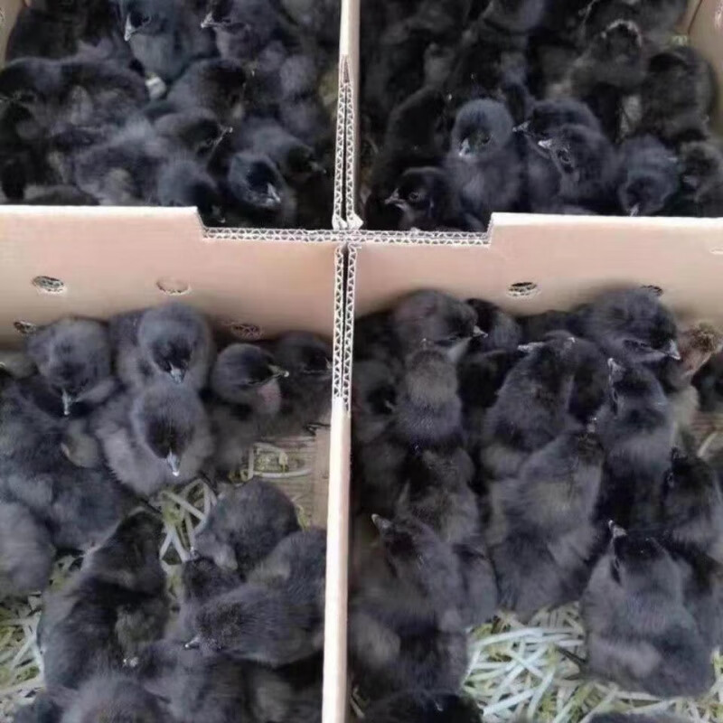 土鸡苗幼苗批发小鸡仔大种九斤红产蛋王苗绿壳蛋鸡苗麻鸡活鸡活体 五