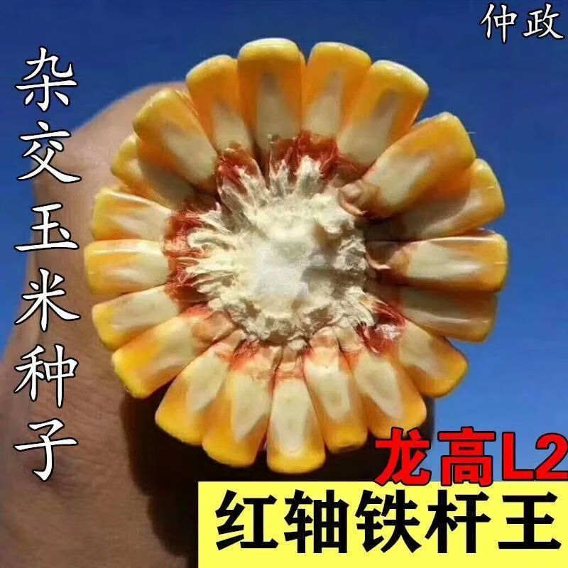禾之润龙高l2高产杂交玉米大田种子龙高l2 抗倒矮杆玉米高产玉米种子