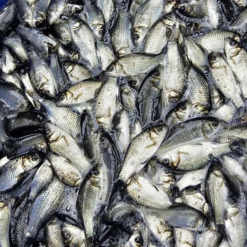 浙江鲫鱼苗特大中科五号大板鲫鱼苗黄金鲫三号35高背湘云工程土麻