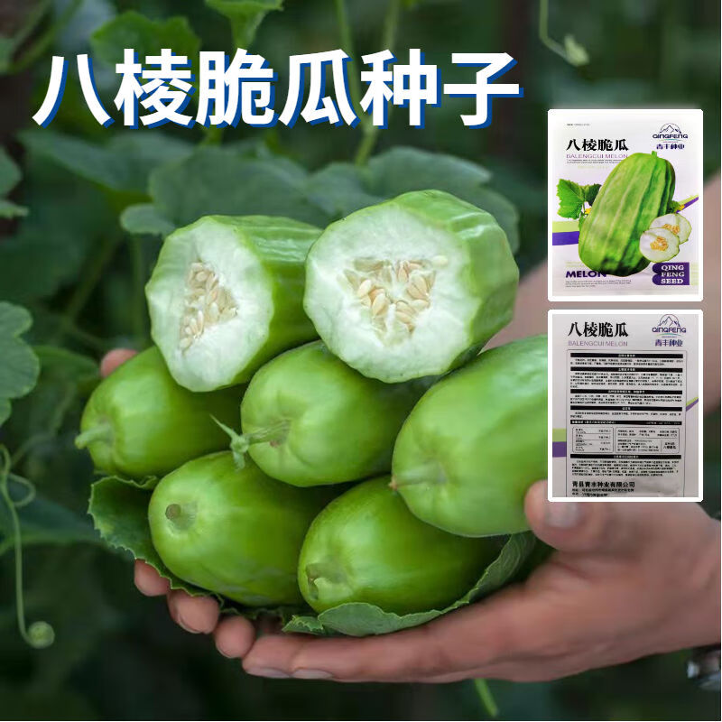八棱脆瓜种子青龙菜瓜种子青皮酥瓜籽凉拌生吃腌菜水果蔬菜早熟种 八