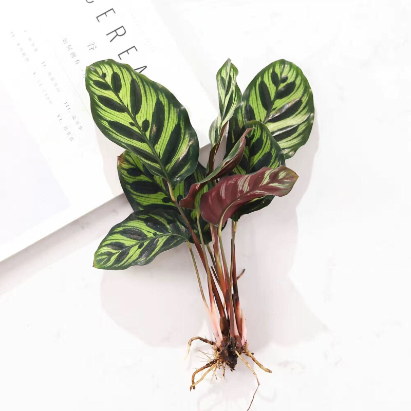 【水养】凤凰羽孔雀精灵水培植物室内绿植花卉盆栽富贵竹水养好养