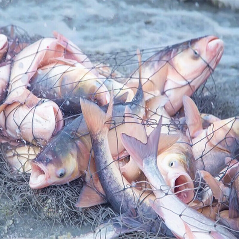 前岔查干湖胖头鱼冬捕胖头鱼花鲢熊鱼黑鲢大头鱼新鲜鲢鱼鲜活现杀 6-7