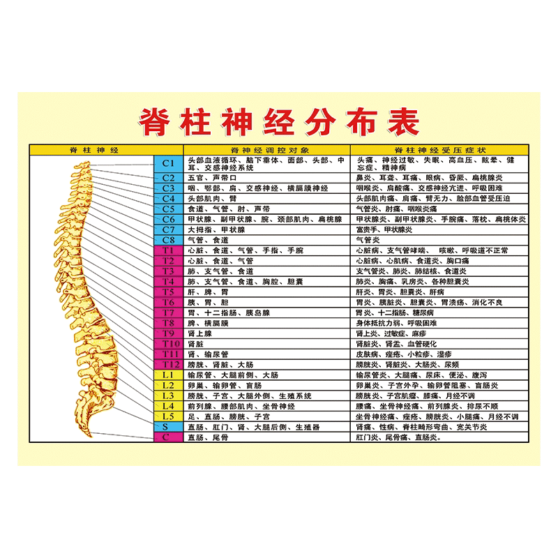 脊柱神经分布表脊神经全貌形状示意图脊椎挂图防水宣传墙贴画wsa wsa