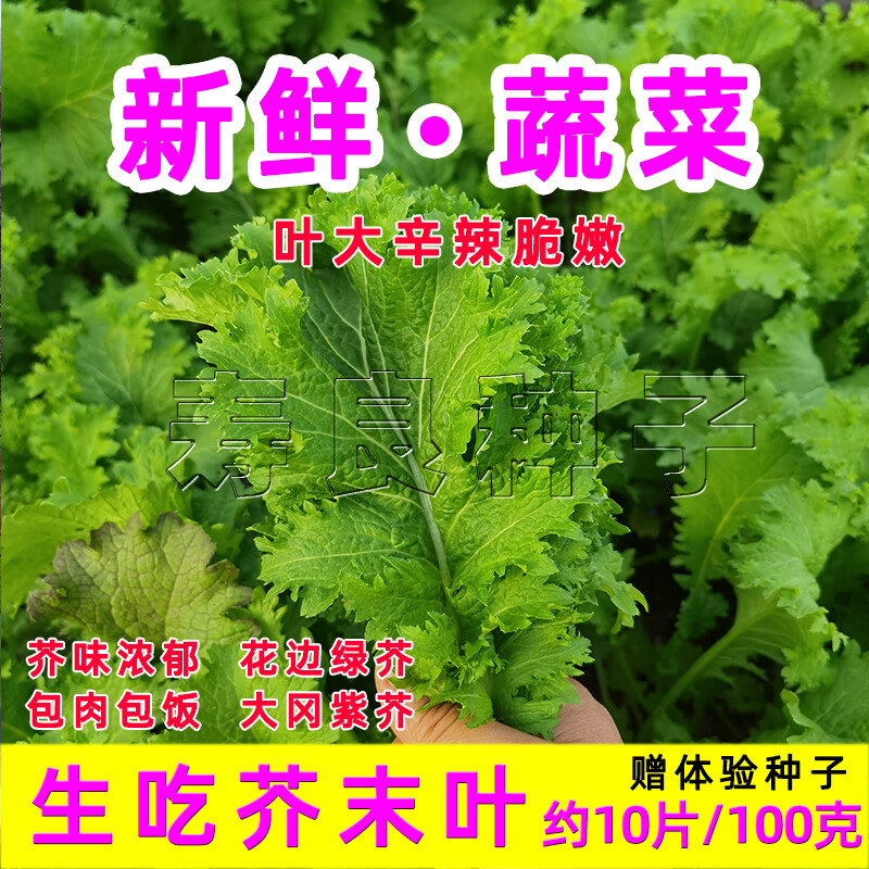 新鲜芥末叶韩国式料理生吃烤肉包饭大圆绿紫色山东寿光蔬菜250克 新鲜