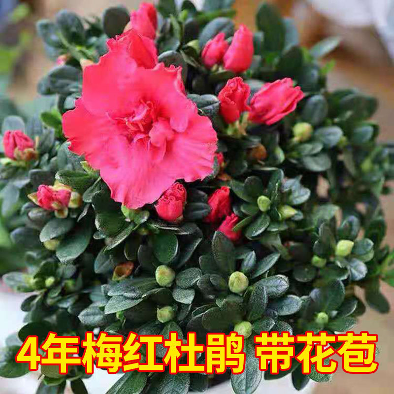 【官方旗舰【带花苞原盆】杜鹃花苗盆栽花卉植物室内外客厅阳台四季